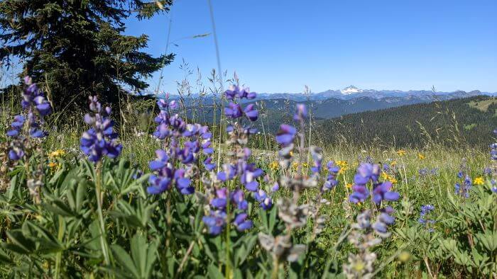 Hiking Manning Park’s Heather Trail